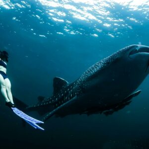 Oslob Sumilon Whale & Sandbar Watching