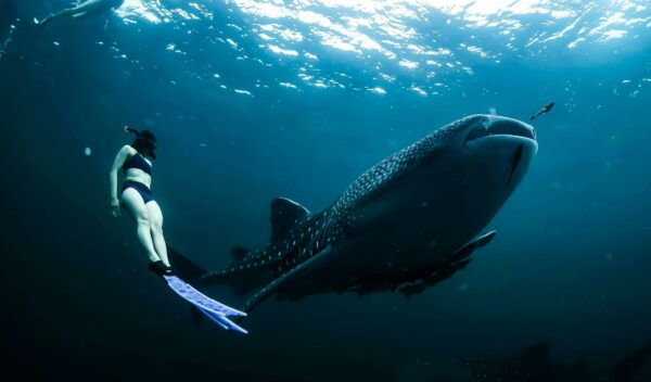 Oslob Sumilon Whale & Sandbar Watching